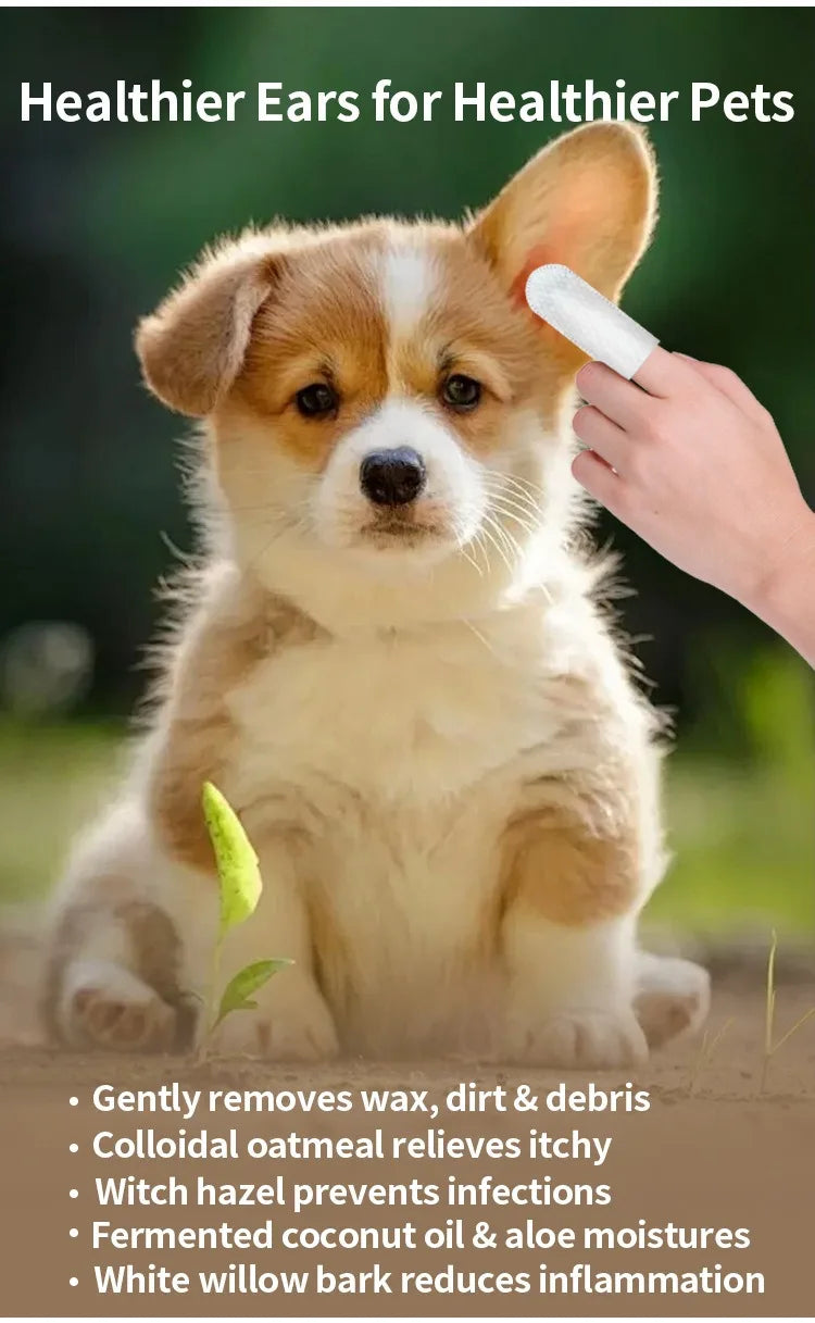 A dog is shown with a person gently cleaning its ear using a white wipe.