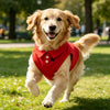 Un golden retriever vistiendo un chaleco rojo suave y transpirable corriendo por un césped verde.