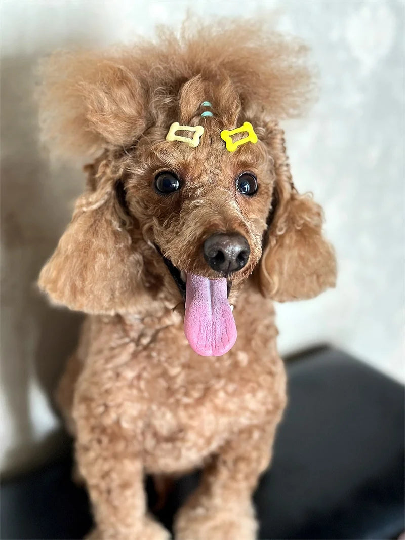 A brown poodle-type dog with yellow bone-shaped hair clips on its head and a pink tongue sticking out.