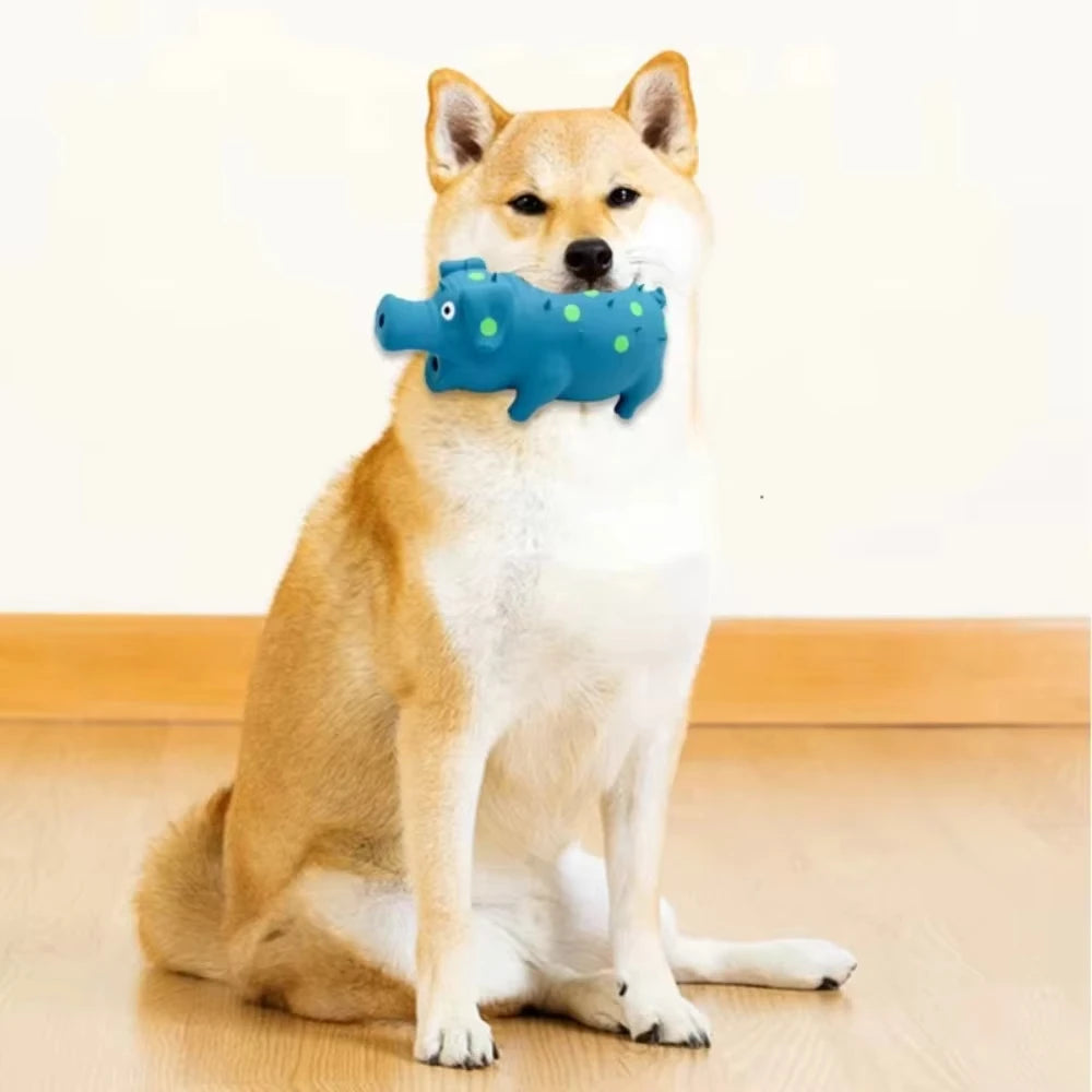 A light-colored dog is sitting and holding a blue squeaky toy shaped like a pig.