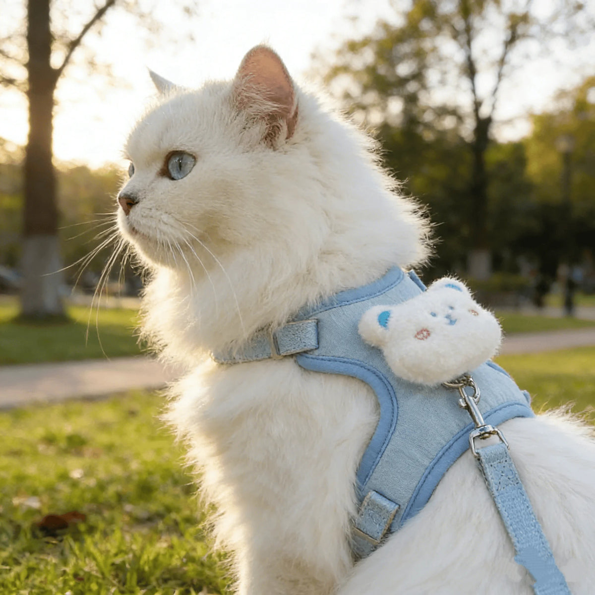 A white cat wearing a light blue walking harness outdoors in a park.
