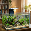 Klares Glas Aquarium mit Wasserpflanzen und Fischen, beleuchtet durch eine mehrfarbige LED-Klemme Lampe.