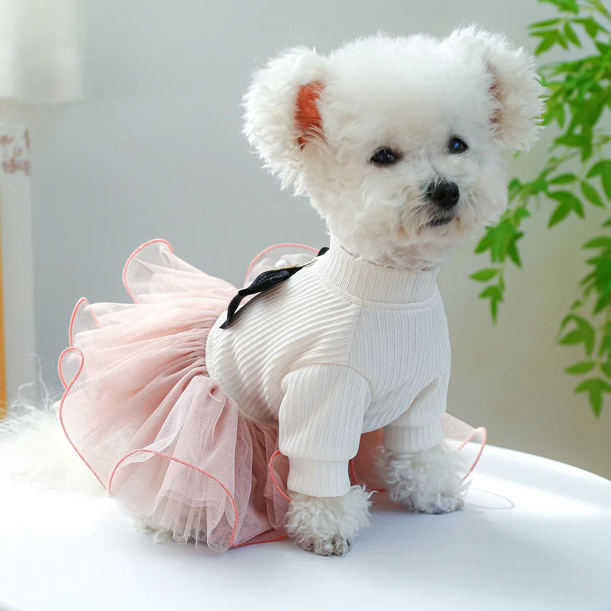 A fluffy white dog wearing a pink lace dress with black trim, sitting on a white surface.