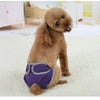 A fluffy brown dog wearing purple reusable diapers sitting on a white surface.