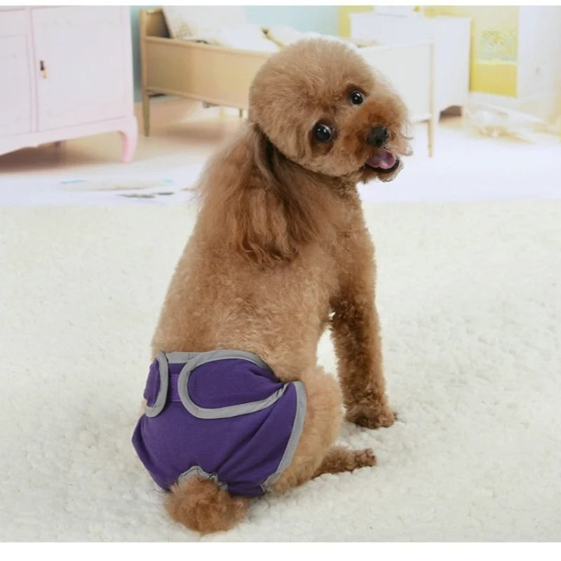 A fluffy brown dog wearing purple reusable diapers sitting on a white surface.