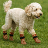 A light cream-colored poodle wearing anti-slip knitted dog socks on a green lawn.
