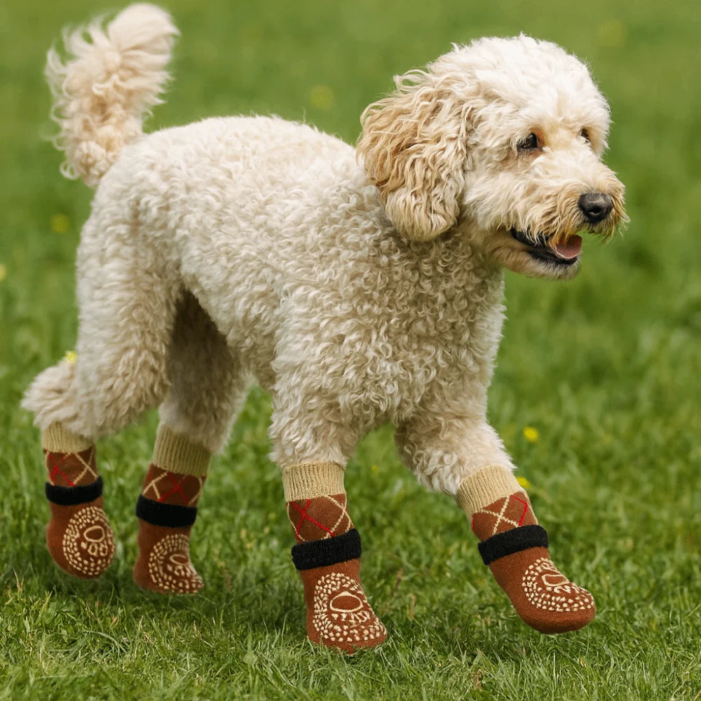A light cream-colored poodle wearing anti-slip knitted dog socks on a green lawn.