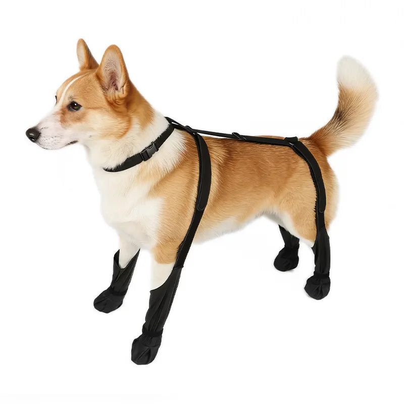 A small, tan and white Shiba Inu dog wearing a black pet joint support rehabilitation harness.