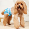 A light golden-colored poodle wearing blue and white reusable female dog physiological panties.