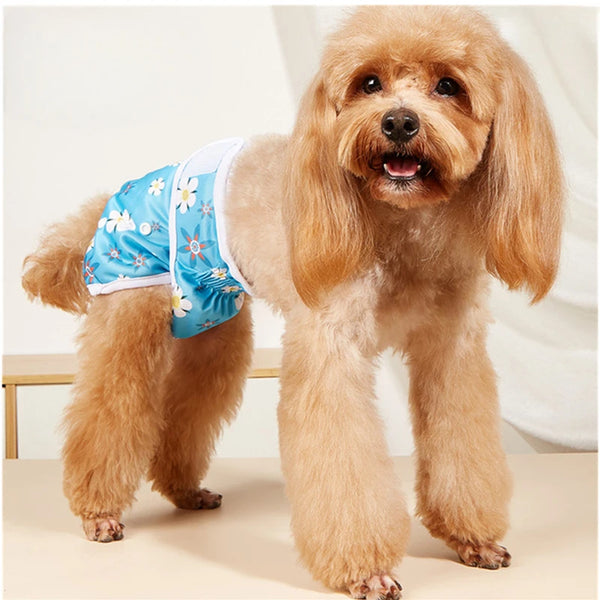 Un caniche de color dorado claro vistiendo pantis fisiológicas reutilizables para perros de color azul y blanco.
