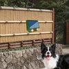A black and white dog sits in front of a bamboo fence with a green solar pest repellent device.