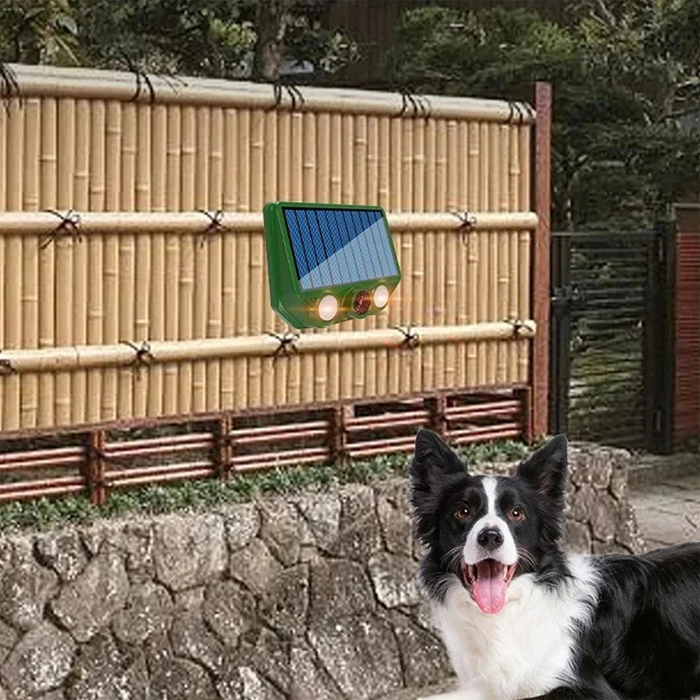 A black and white dog sits in front of a bamboo fence with a green solar pest repellent device.
