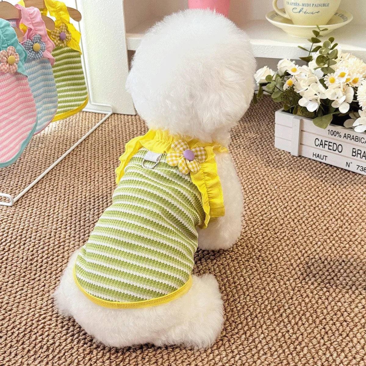 Ein flauschiger weißer Hund in einem gelb-grün gestreiften Sommerweste sitzt auf einem braunen Teppich.