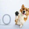 A happy dog with paw protectors looking at the camera against a light blue background.