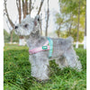 Ein grauer Hund mit pinker Geschirr steht in einer grünen Außenumgebung.