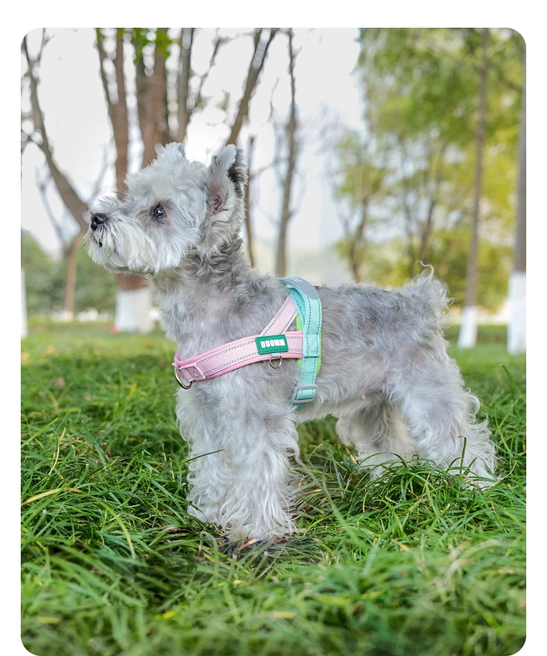 Ein grauer Hund mit pinker Geschirr steht in einer grünen Außenumgebung.