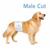 A golden retriever dog wearing a light blue aloe vera infused diaper.