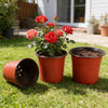 A set of ten terracotta-colored plastic nursery pots containing red roses and soil on green grass.