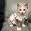 A fluffy, light brown and white kitten wearing a white dress with black polka dots.