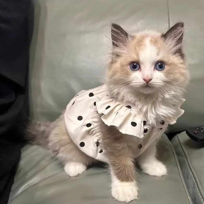 A fluffy, light brown and white kitten wearing a white dress with black polka dots.