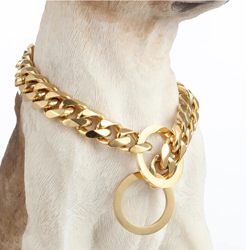 Gold Cuban link stainless steel dog collar with a large ring on a light-colored dog's neck.