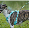 A dog wearing a teal harness and leash is running outdoors.