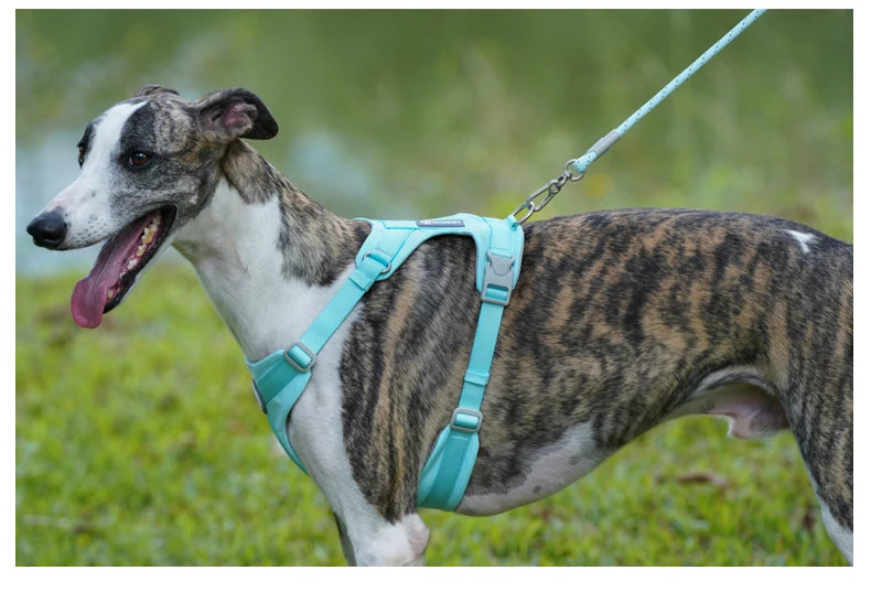 A dog wearing a teal harness and leash is running outdoors.