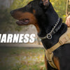 A black dog wearing a tan tactical harness outdoors, with a person in camouflage standing nearby.