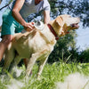 A person is using a grooming brush to remove pet hair from a dog's coat outdoors.