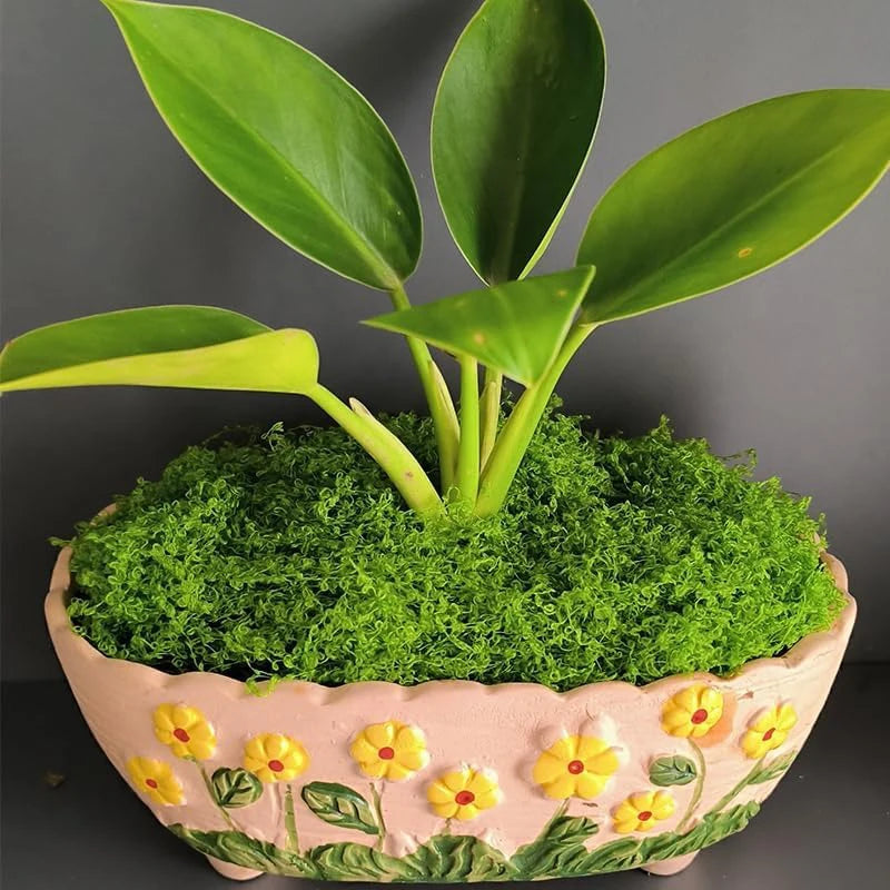 A potted plant with large green leaves growing from a bed of bright green preserved moss in a terracotta bowl.
