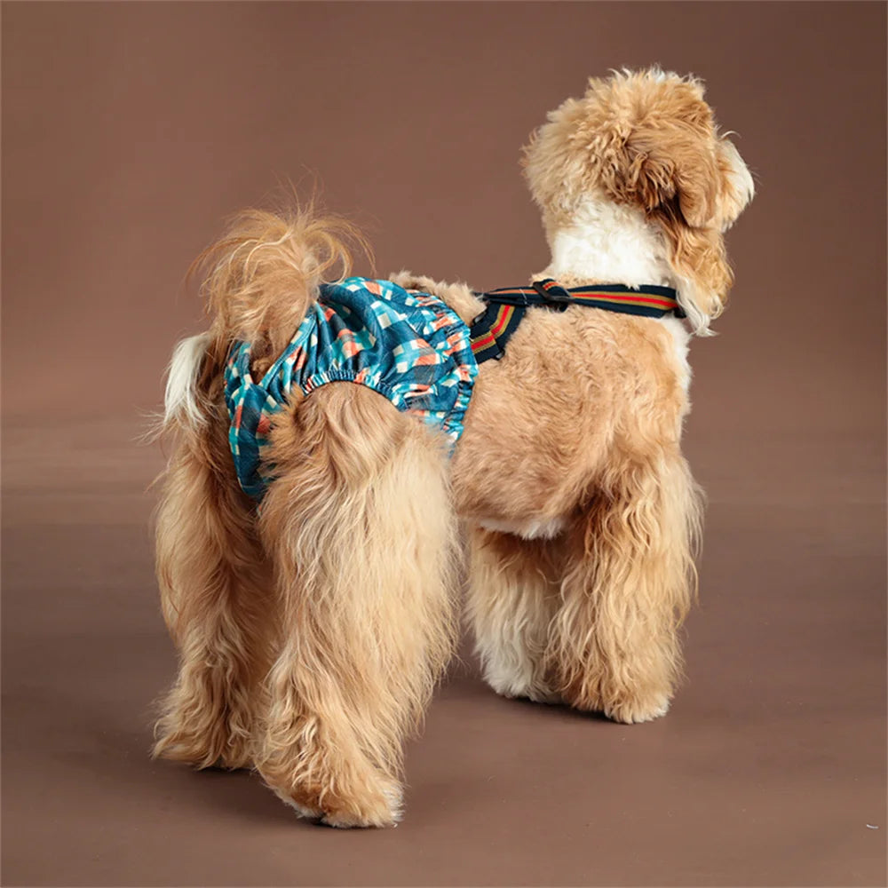 Ein hellbrauner Hund trägt wiederverwendbare Unterhosen mit blau-orangefarbenem Muster.