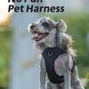 A small, fluffy dog wearing a black no-pull pet harness sits outdoors.