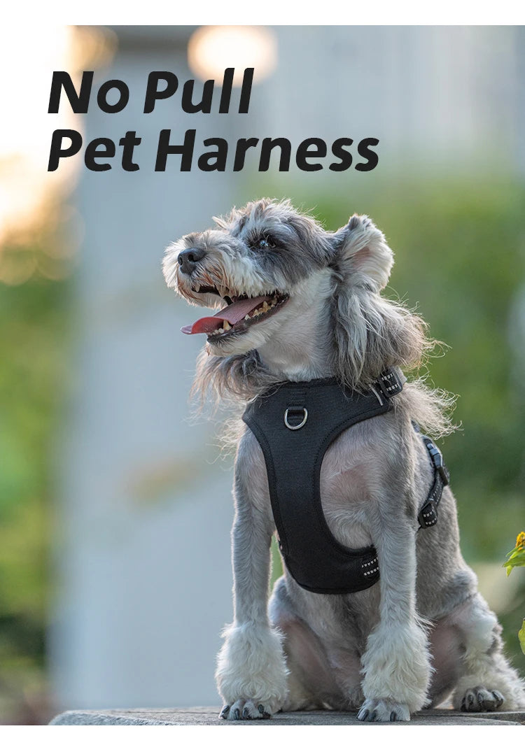 A small, fluffy dog wearing a black no-pull pet harness sits outdoors.
