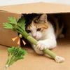 An orange and black tabby cat is holding a green catnip molar stick toy inside a cardboard box.