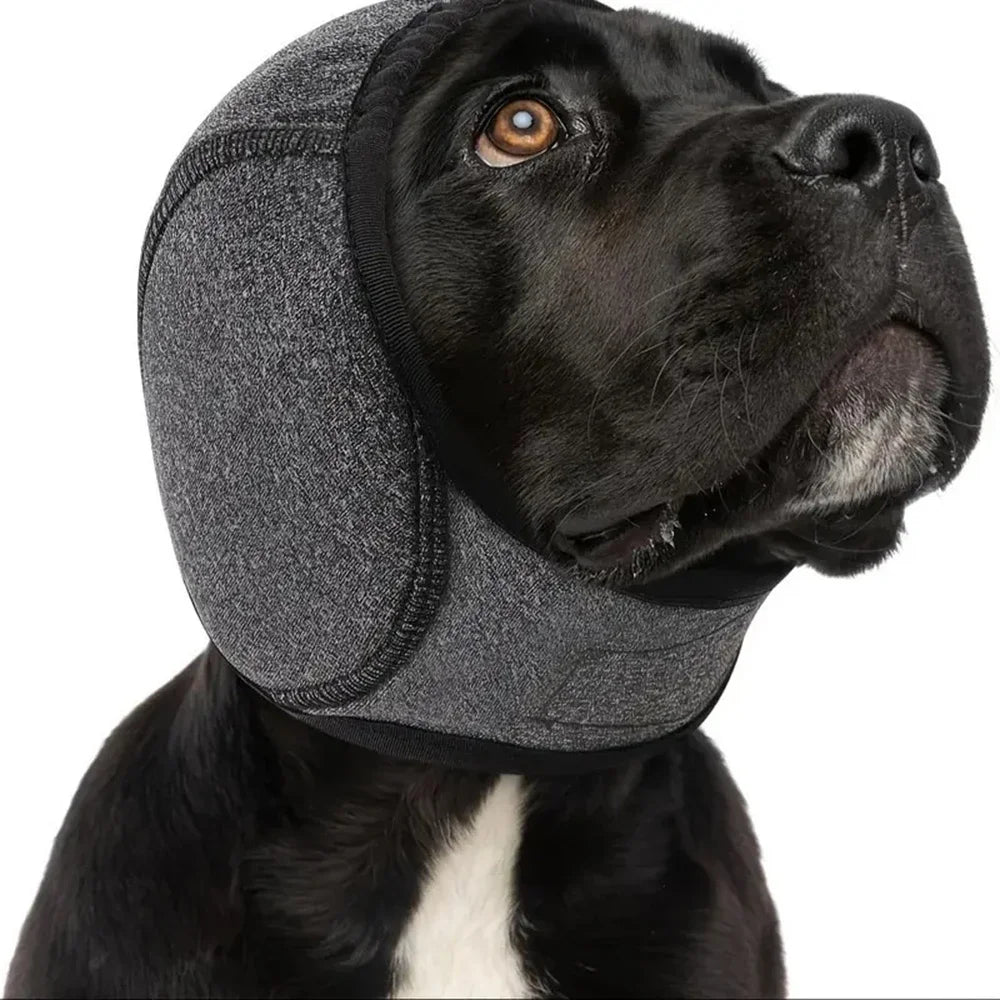 A black dog wearing a gray pet noise reduction ear muff.