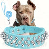 A brown dog wearing a light blue leather collar and leash set