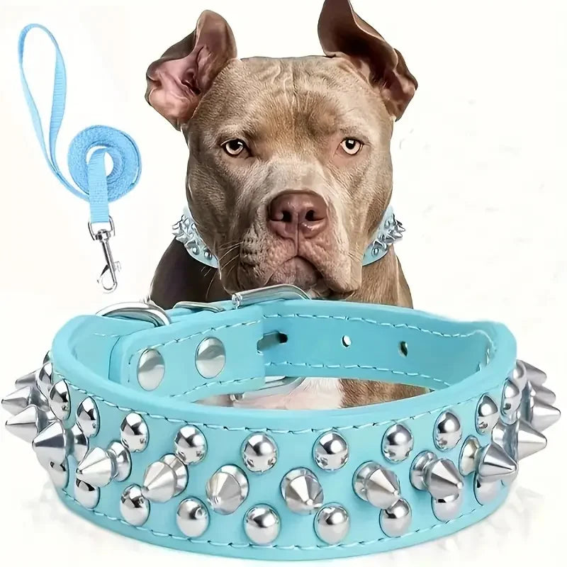 A brown dog wearing a light blue leather collar and leash set