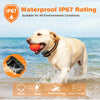 Goldener Hund rennt im Wasser mit Trainingshals, demonstriert seine wasserdichte IP67-Bewertung