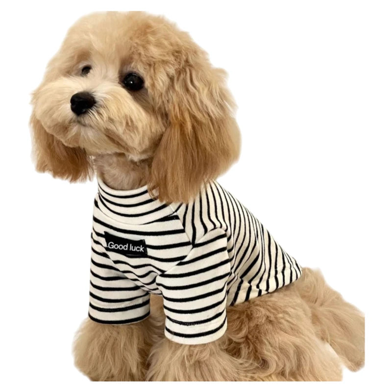 A light golden doodle dog wearing a striped thermal sweater.