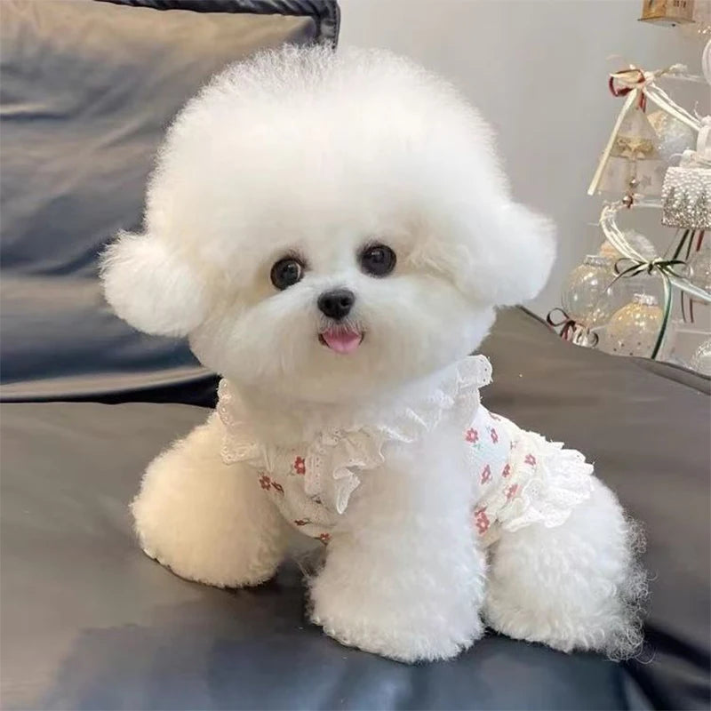 A fluffy white dog wearing a floral print vest sitting on a dark surface.