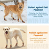 Dog wearing knitted anti-slip socks for protection against cold pavement and hot pavement.
