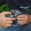 A person is using a pair of small silver nail clippers to trim the nail of a gray cat.