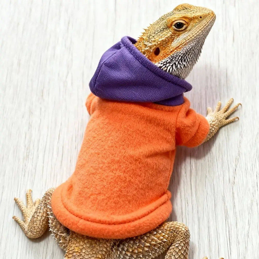 A bearded dragon wearing an orange hoodie and a purple hood