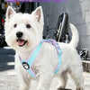 A white dog wearing a light blue harness is standing outdoors on pavement.