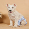 A fluffy white dog wearing light blue patterned reusable female physiological panties.