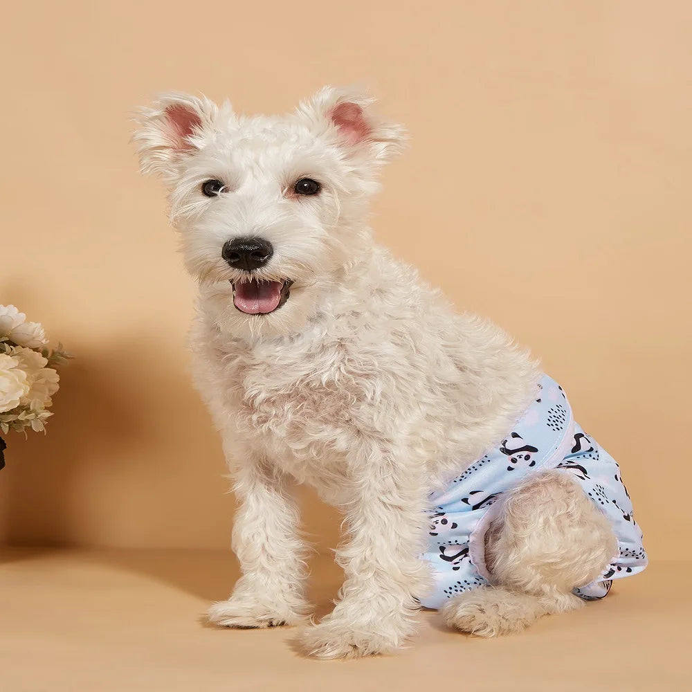 A fluffy white dog wearing light blue patterned reusable female physiological panties.