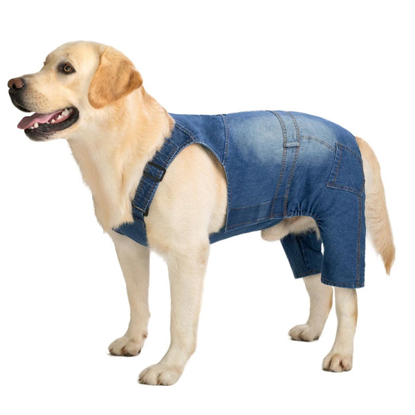 Un perro Labrador de color claro vistiendo un mono azul de mezclilla.