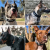 A collage of four dogs wearing tactical nylon dog collars with metal buckles.