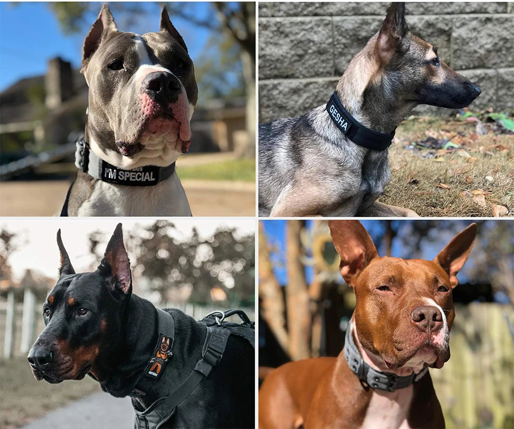 A collage of four dogs wearing tactical nylon dog collars with metal buckles.