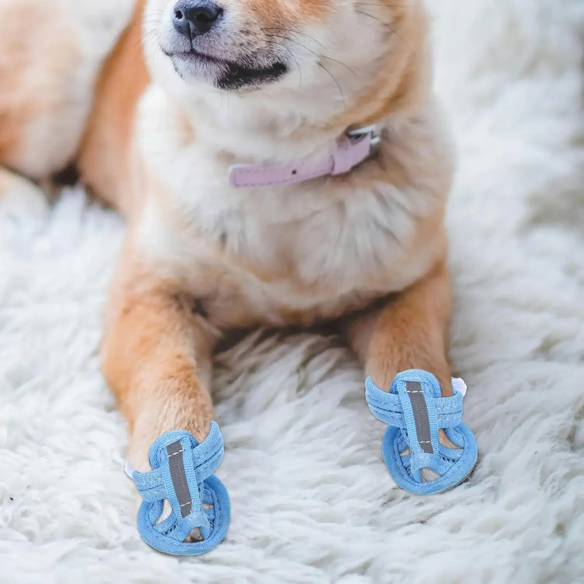 A light brown dog lying on a white fluffy rug wearing blue dog walking shoes.